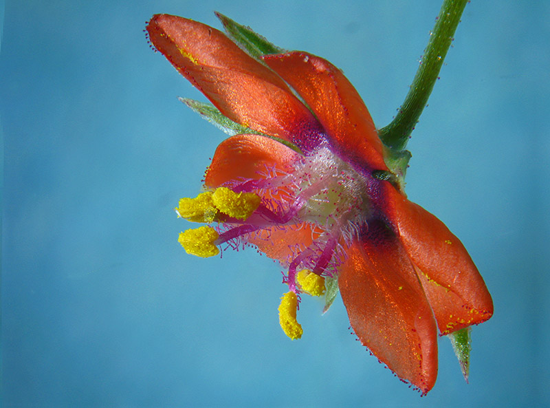 Lysimachia arvensis / Mordigallina